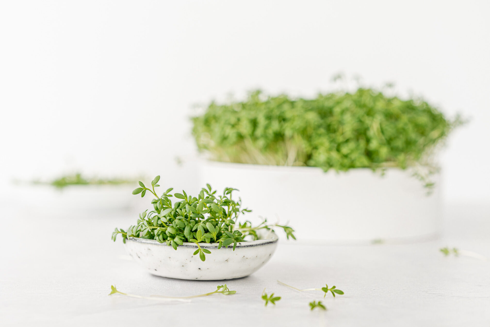 Close-up of cress in a small bowl with more cress in the background