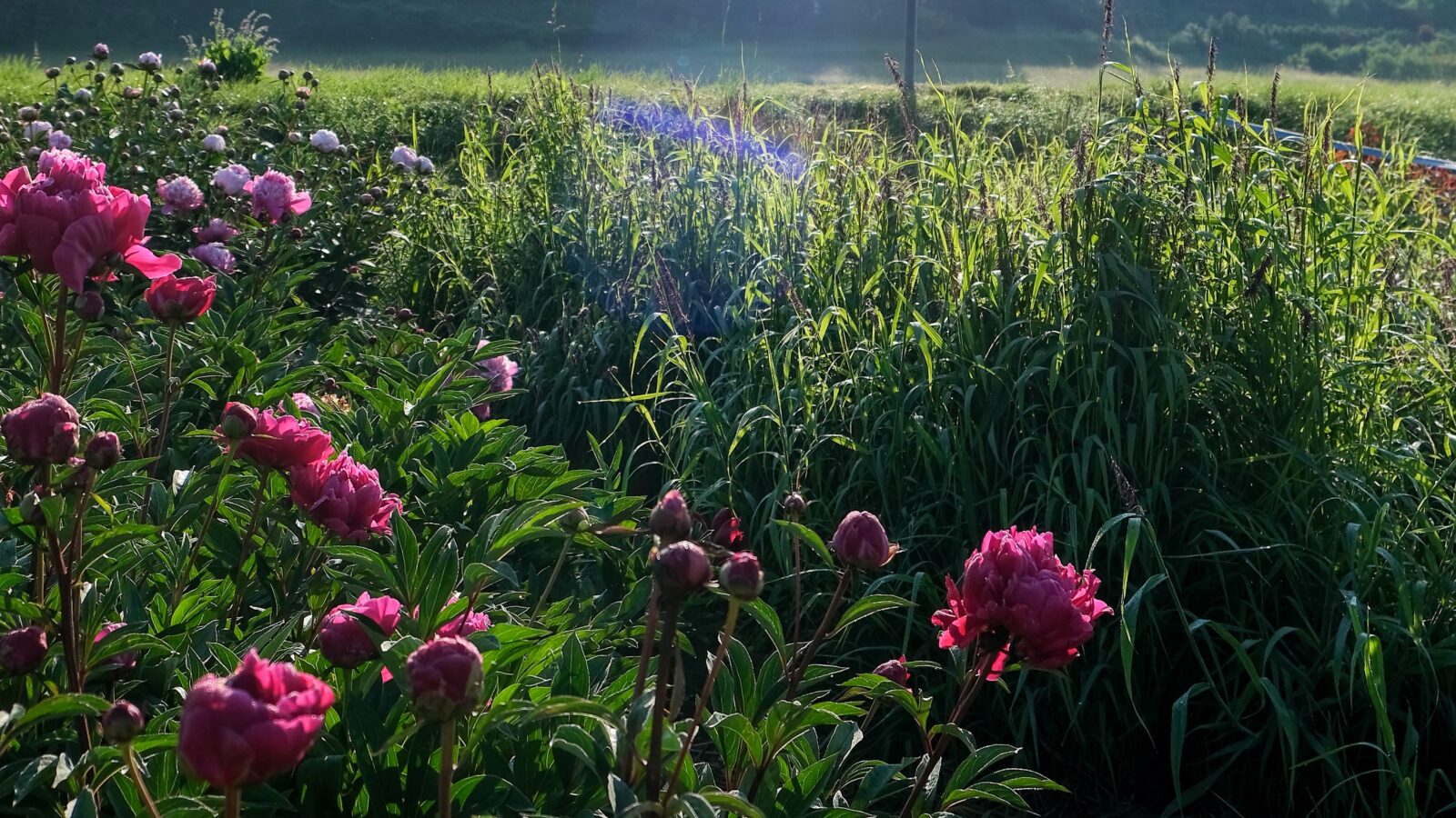pink peonies on a green field