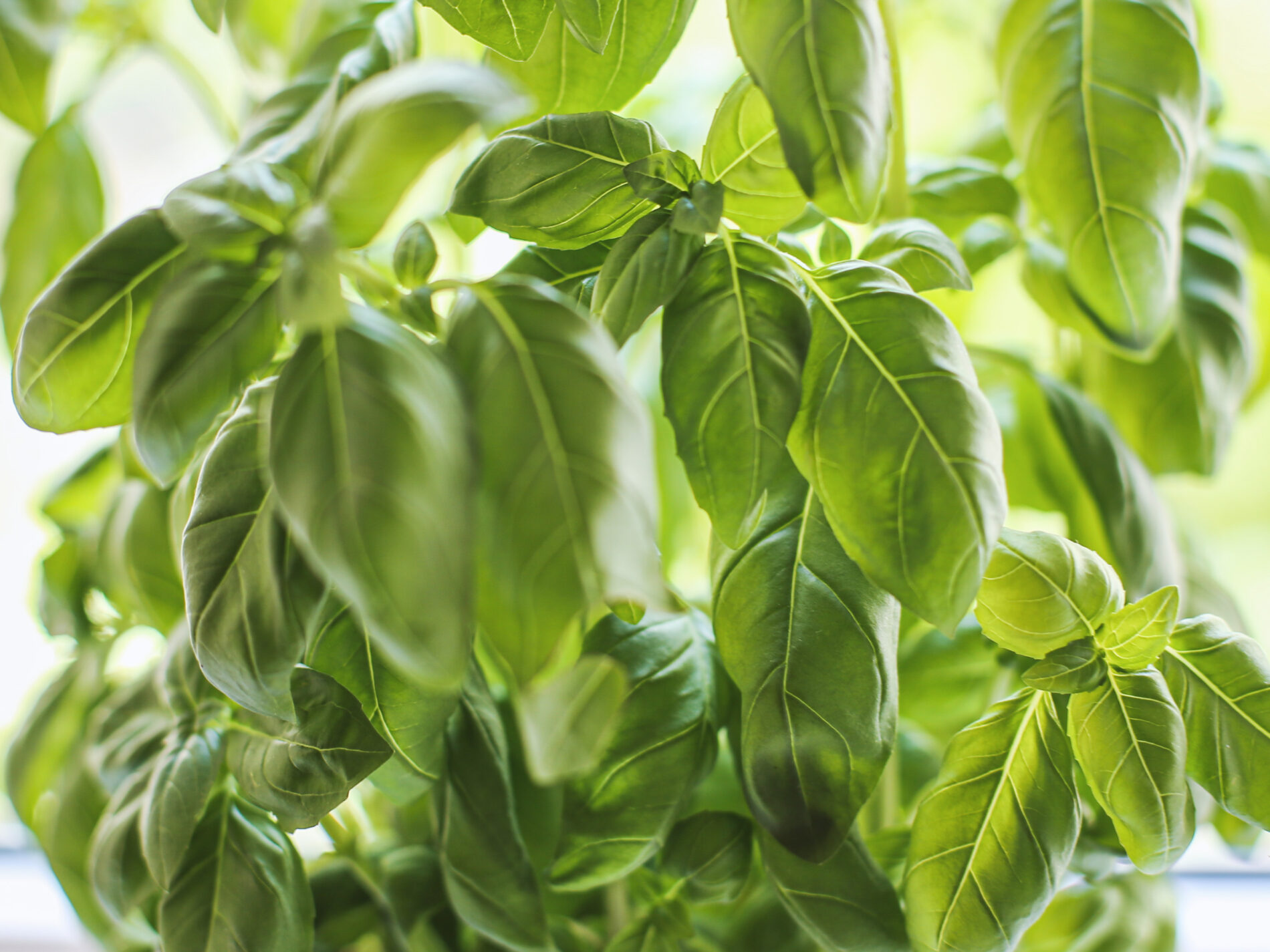 close-up of green basil leaves