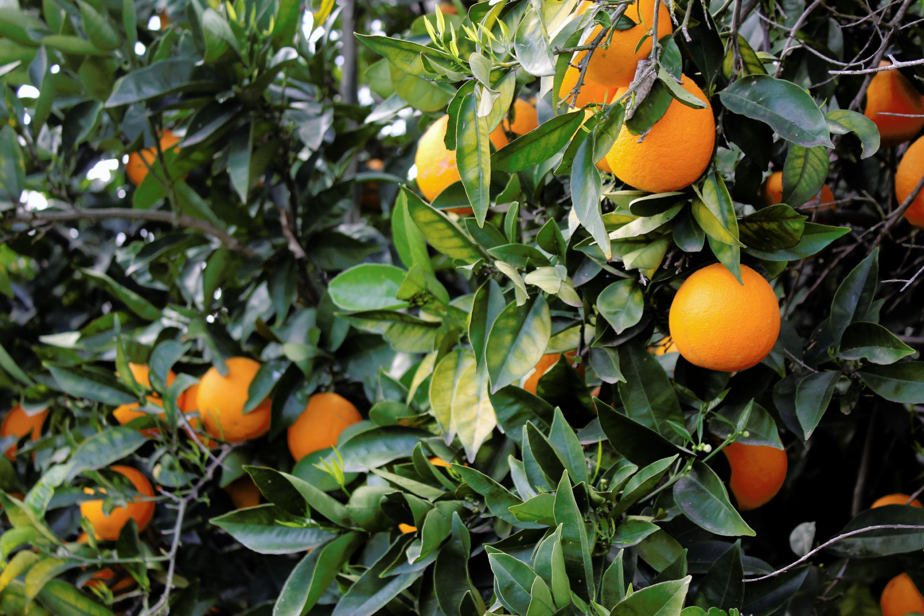 Several oranges hanging on a lush orange tree